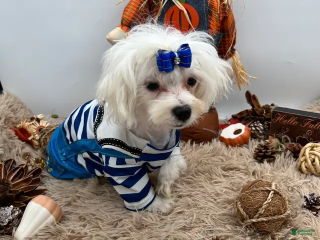 Maltese dogs AKC Max the Korean Maltese $2500 - Ad 2