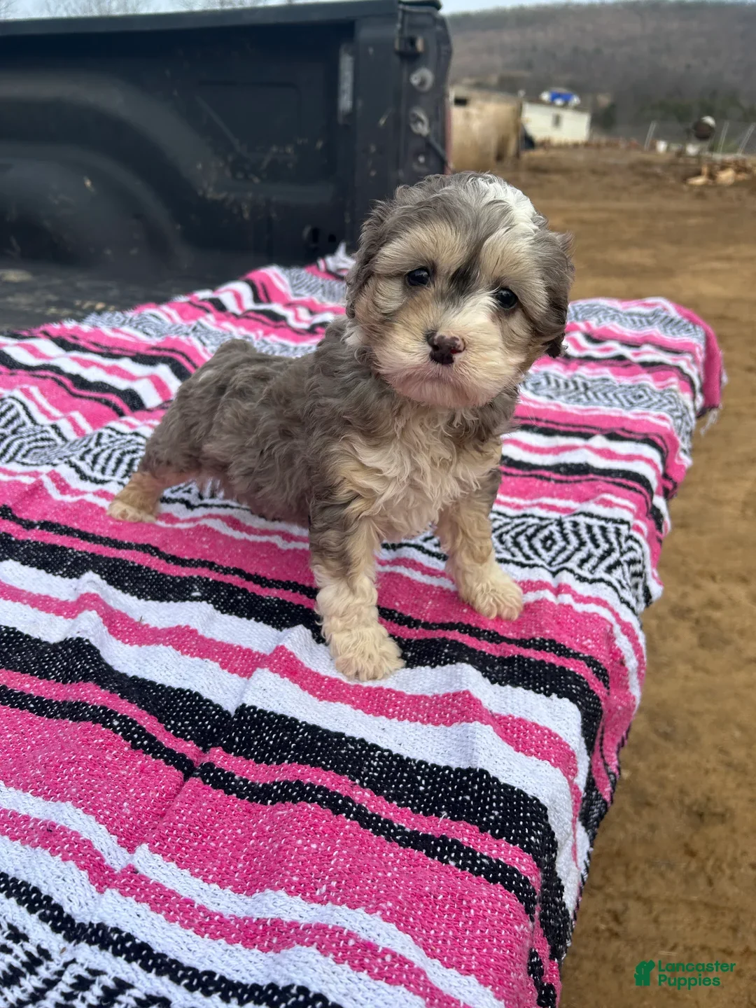 Miniature Poodle dogs Lucy - Ad 1