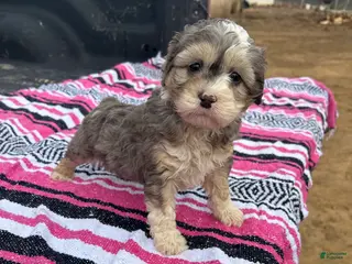 Miniature Poodle dogs for sale: Lucy - Ad 2