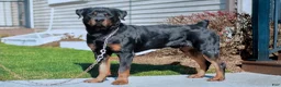 Rottweiler dogs for sale: Zeus - Ad 3