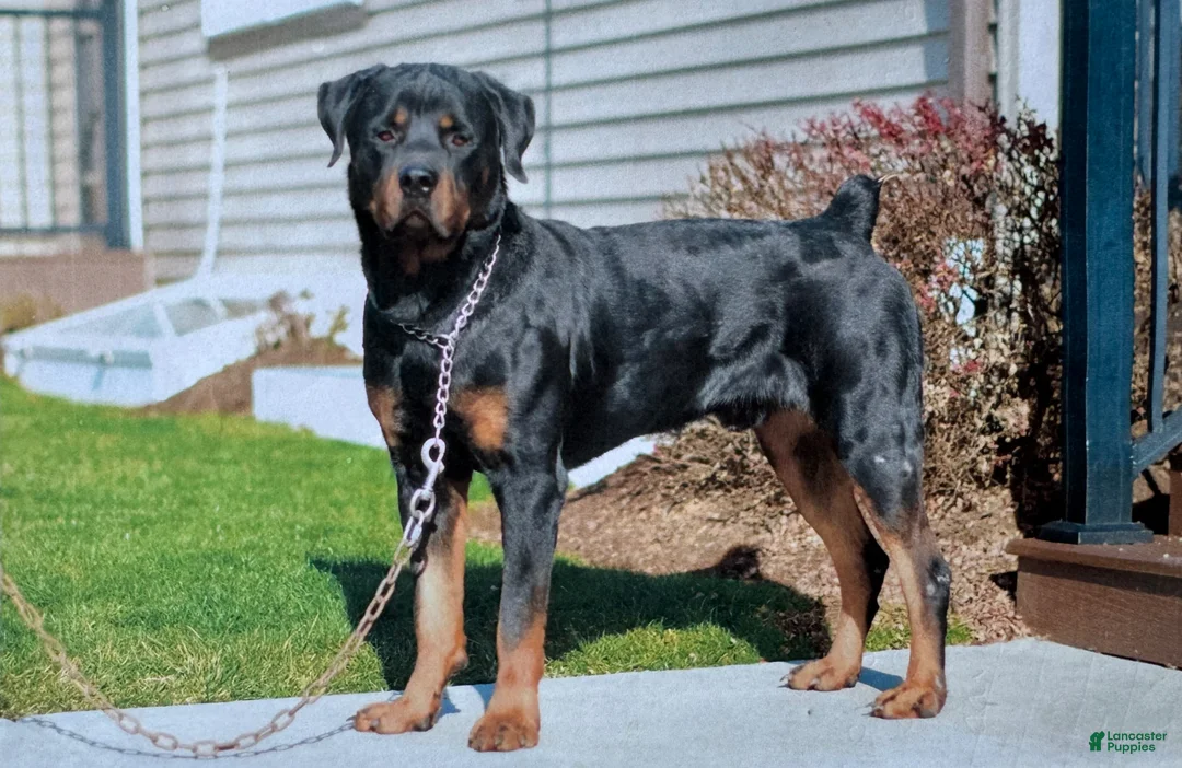 Rottweiler dogs for sale: Zeus - Ad 3