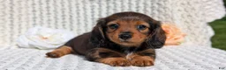 Miniature Dachshund dogs for sale: Rori - Ad 10