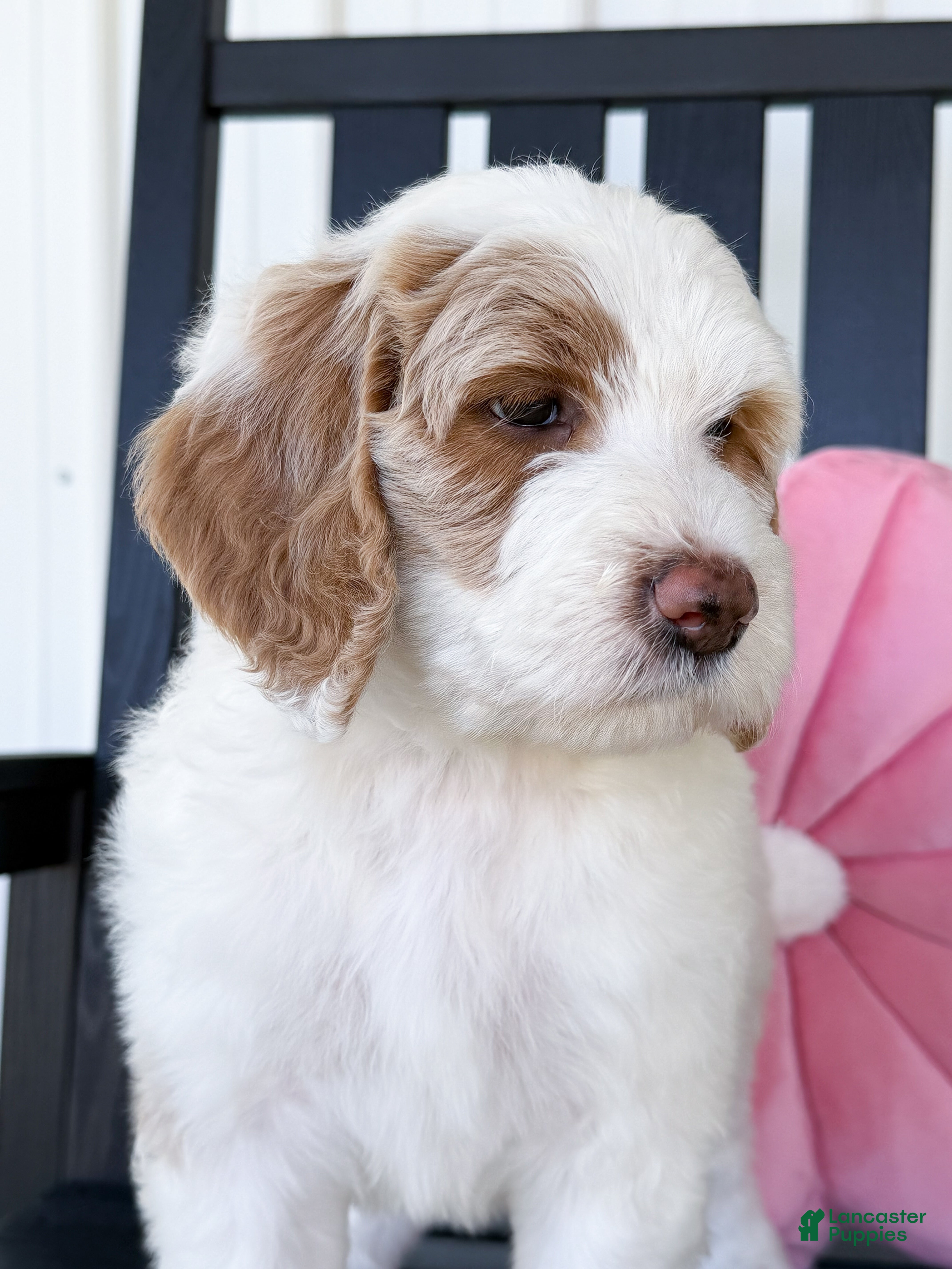 Goldendoodle dogs Amelia  - Ad 2