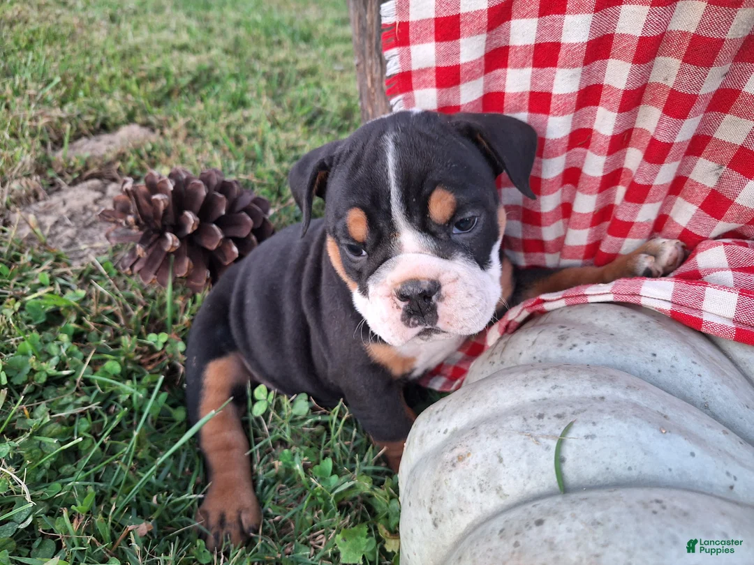 English Bulldog dogs for sale: Ruby - Ad 1