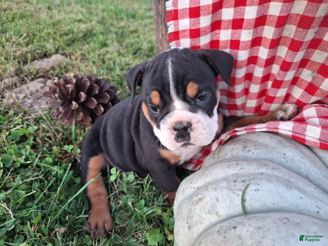 English Bulldog dogs for sale: Ruby - Ad 1