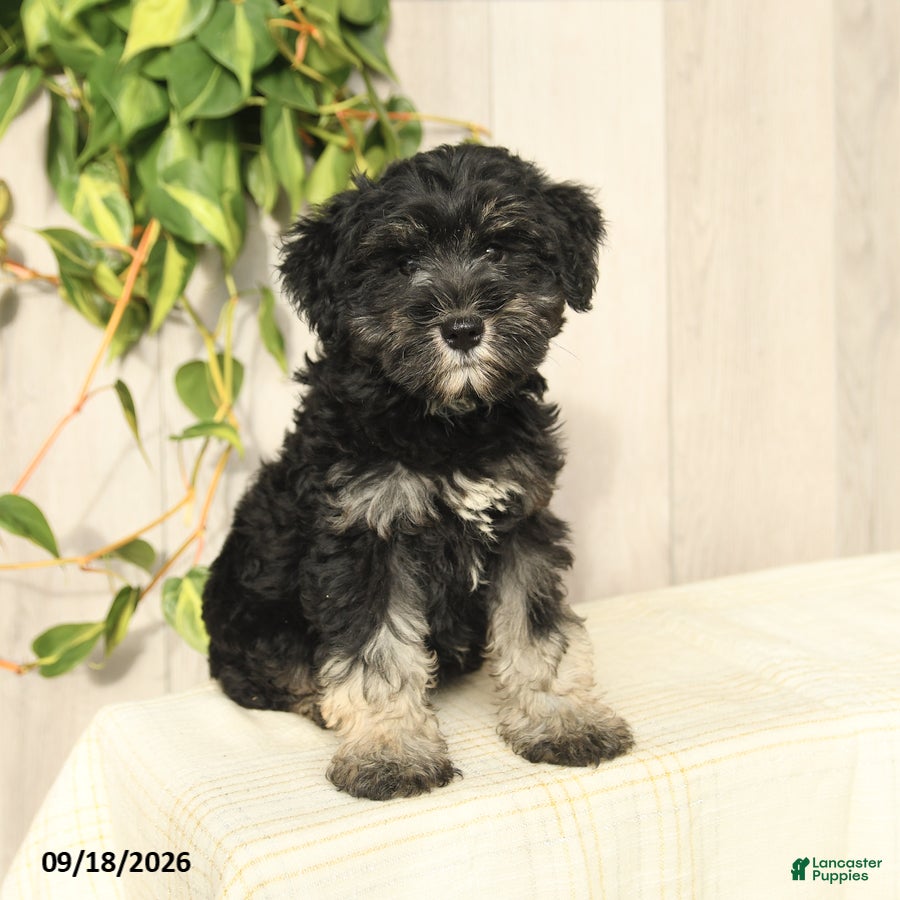 Miniature Schnauzer dogs for sale: Perlie - Ad 3