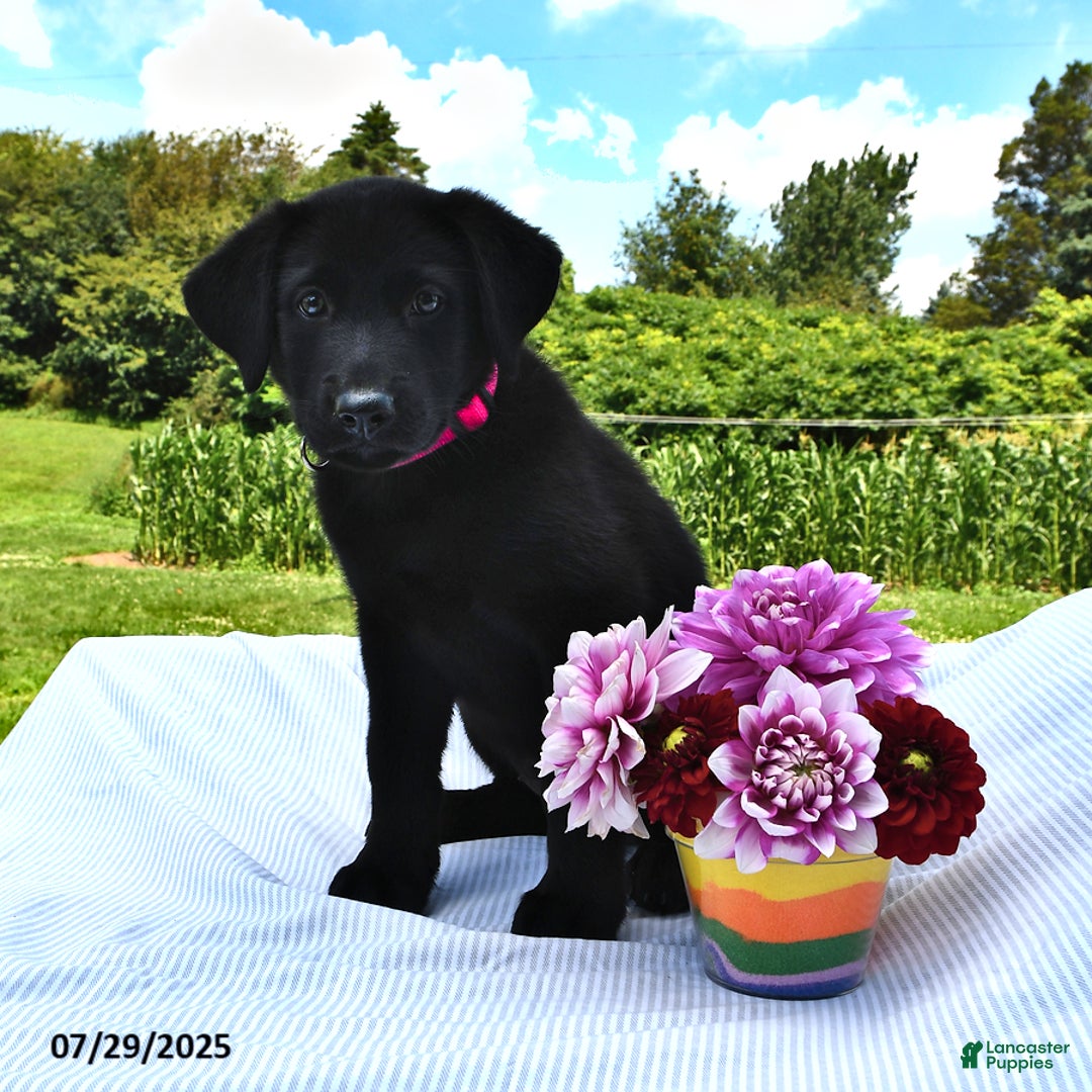 住まい+暮らし+子育て Labrador Retriever - Labrador Retriever hq720.jpg?sqp=-