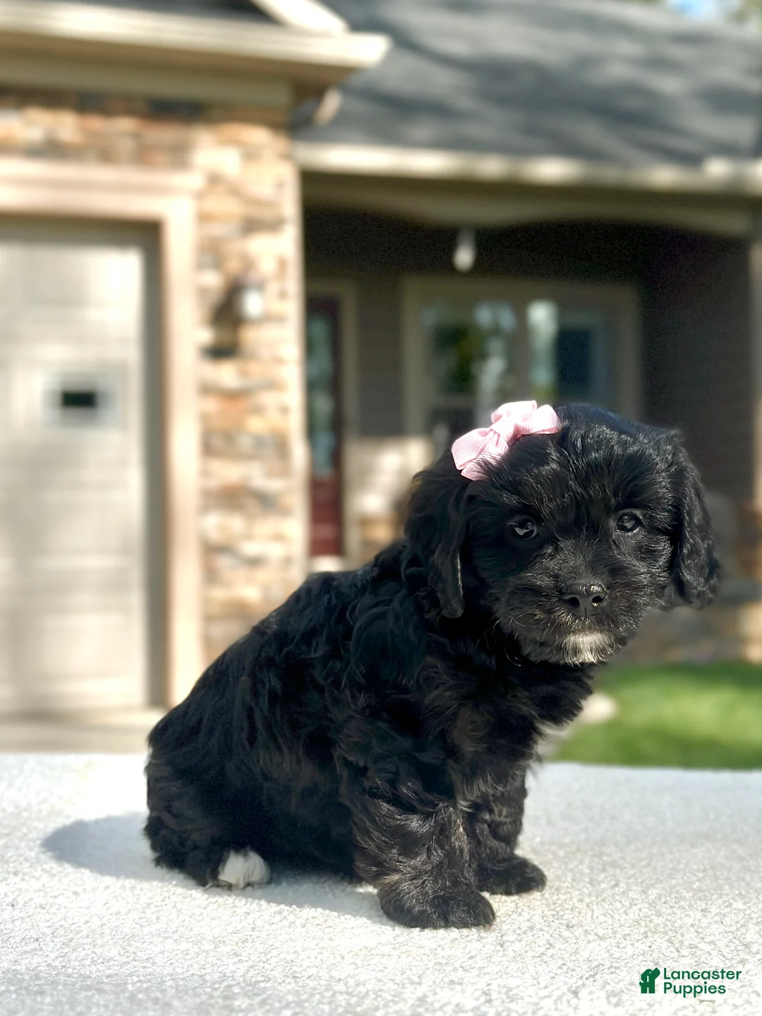 Cavapoo dogs for sale: Lilly - Ad 2