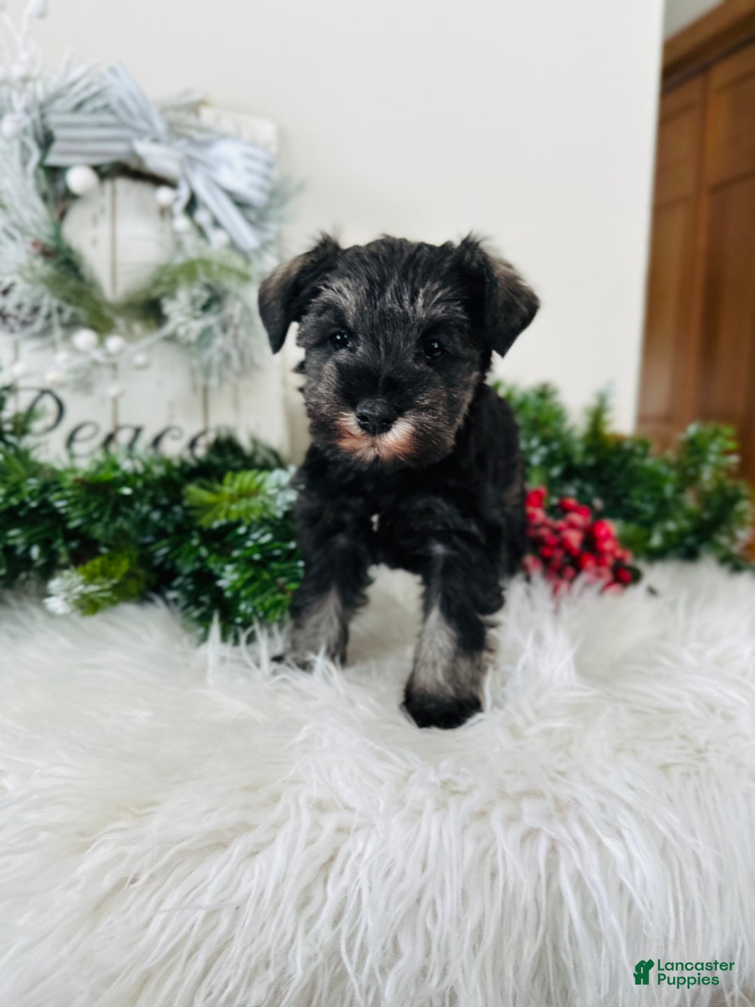 Miniature Schnauzer dogs for sale: Izzy - Ad 14