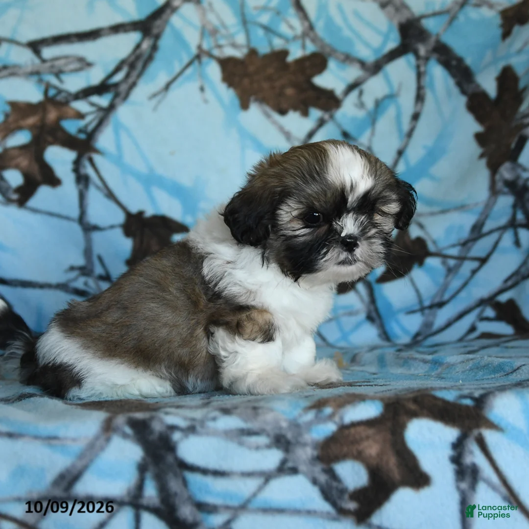 Shih Tzu dogs for sale: Tula - Ad 5