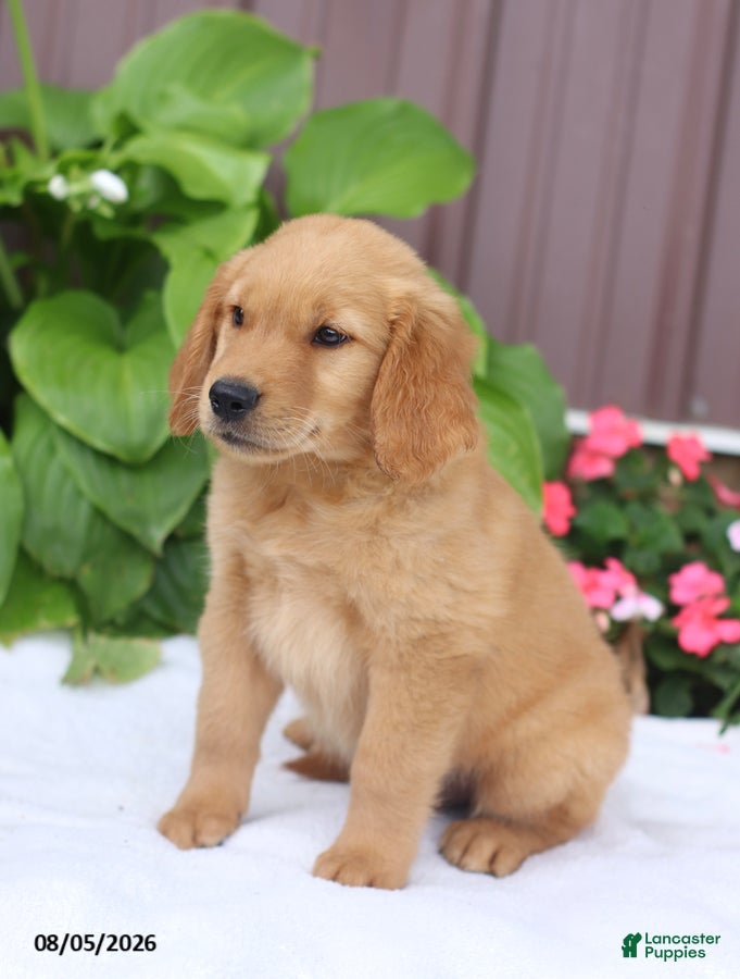 Golden Retriever dogs Toby - Ad 2