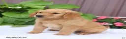 Golden Retriever dogs for sale: Toby - Ad 2