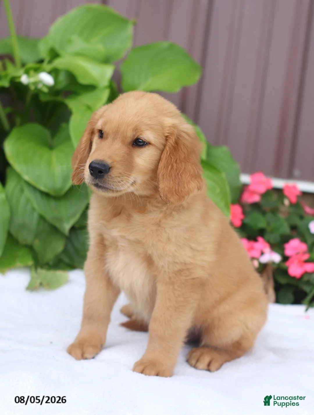 Golden Retriever dogs for sale: Toby - Ad 2