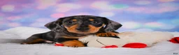 Miniature Dachshund dogs for sale: Rolex - Ad 9
