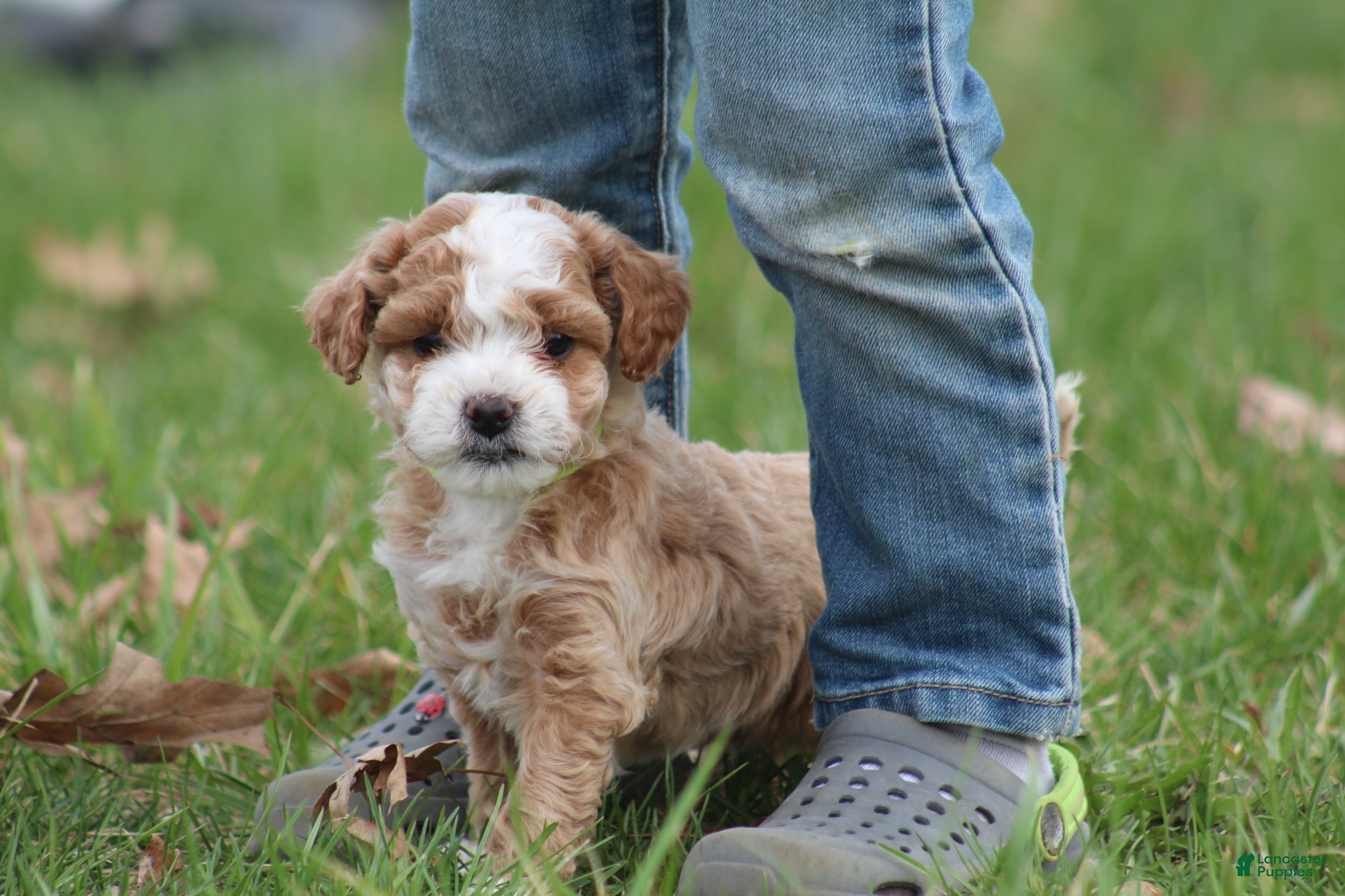 Bichpoo dogs Ace - Ad 1