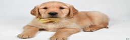 Golden Retriever dogs for sale: Theo - Ad 7