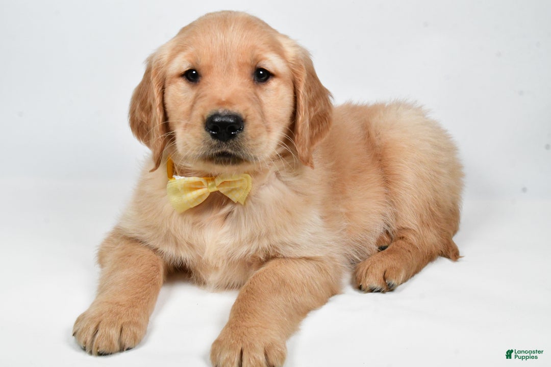 Golden Retriever dogs for sale: Theo - Ad 7