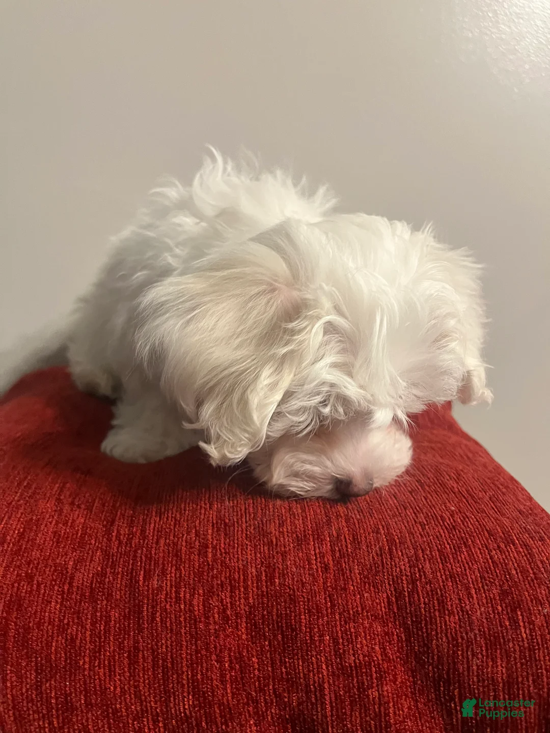 Mixed Breed dogs for sale: Mixed Breed Puppy 2 Snowball  - Ad 2