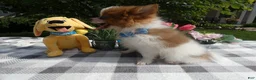 Pomeranian dogs for sale: Pomeranian 3 Jule - Ad 3