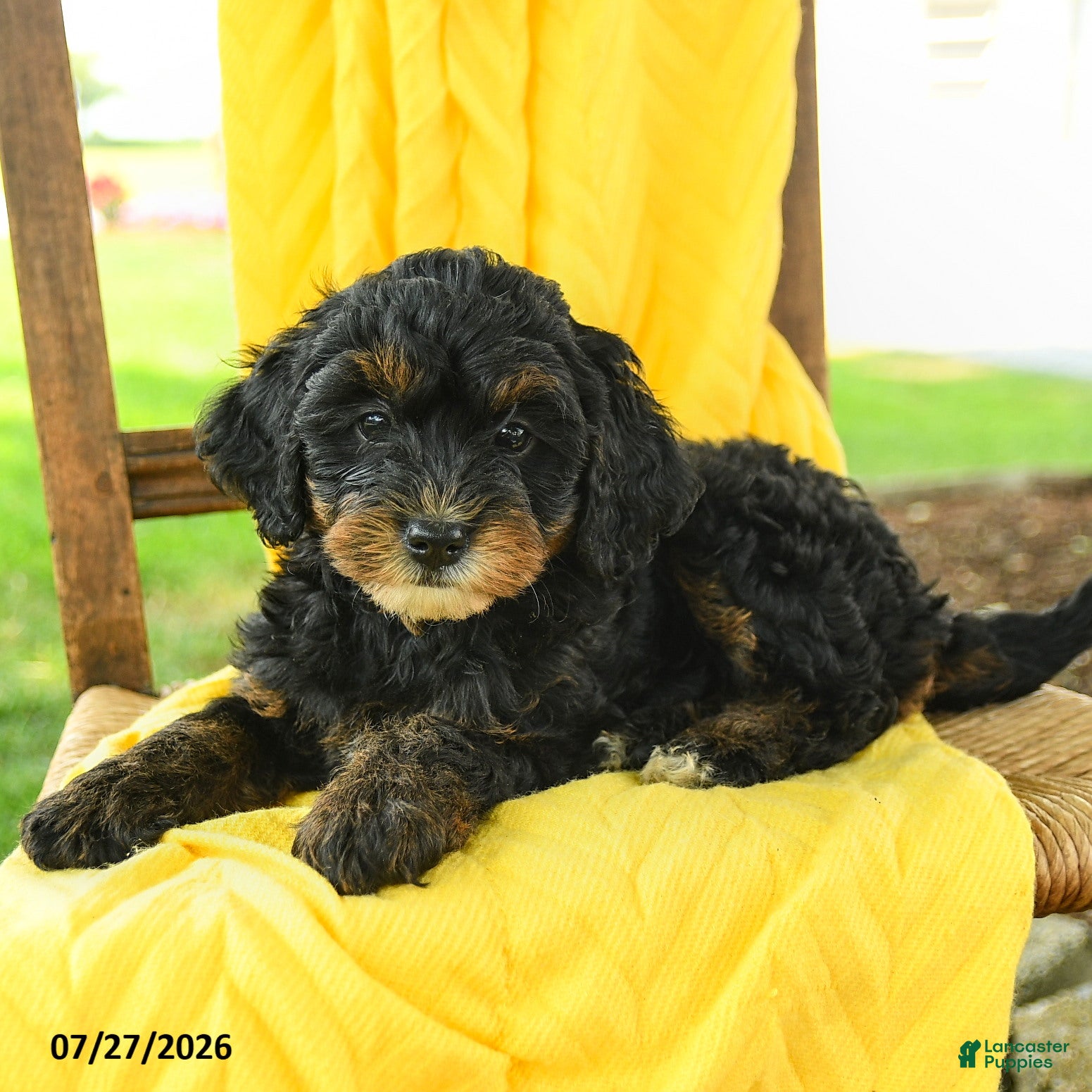 Mini Bernedoodle dogs Claire - Ad 2
