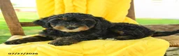 Mini Bernedoodle dogs for sale: Claire - Ad 2