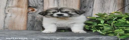 Mixed Breed dogs for sale: Thane - Ad 4