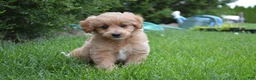 Mini Goldendoodle dogs for sale: Midge - Ad 3