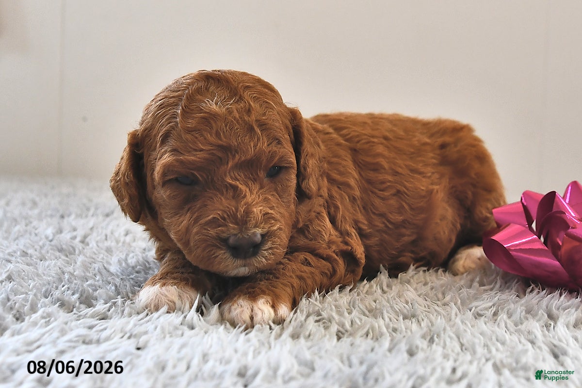 Mini Goldendoodle dogs Bailey - Ad 1