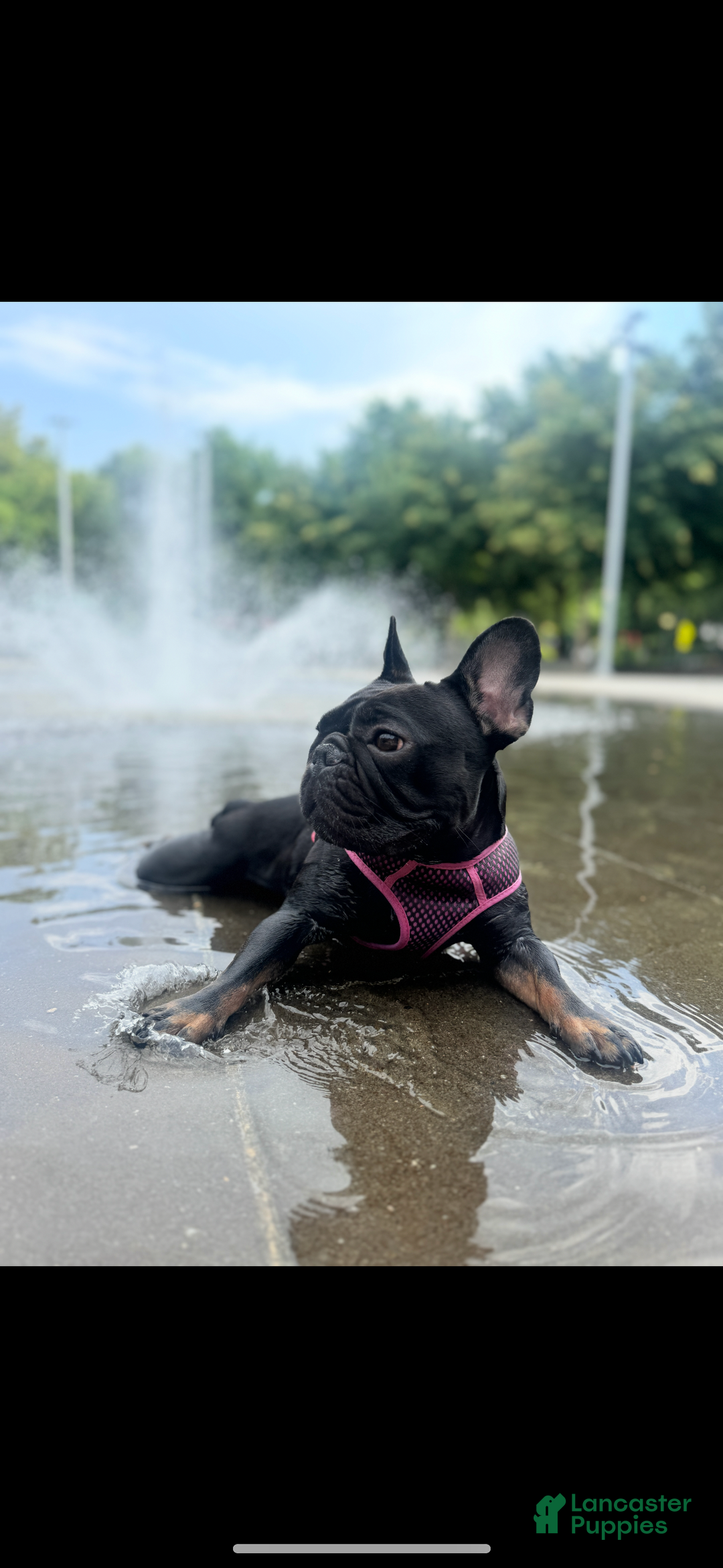 French Bulldog dogs for sale: Cole - Ad 2