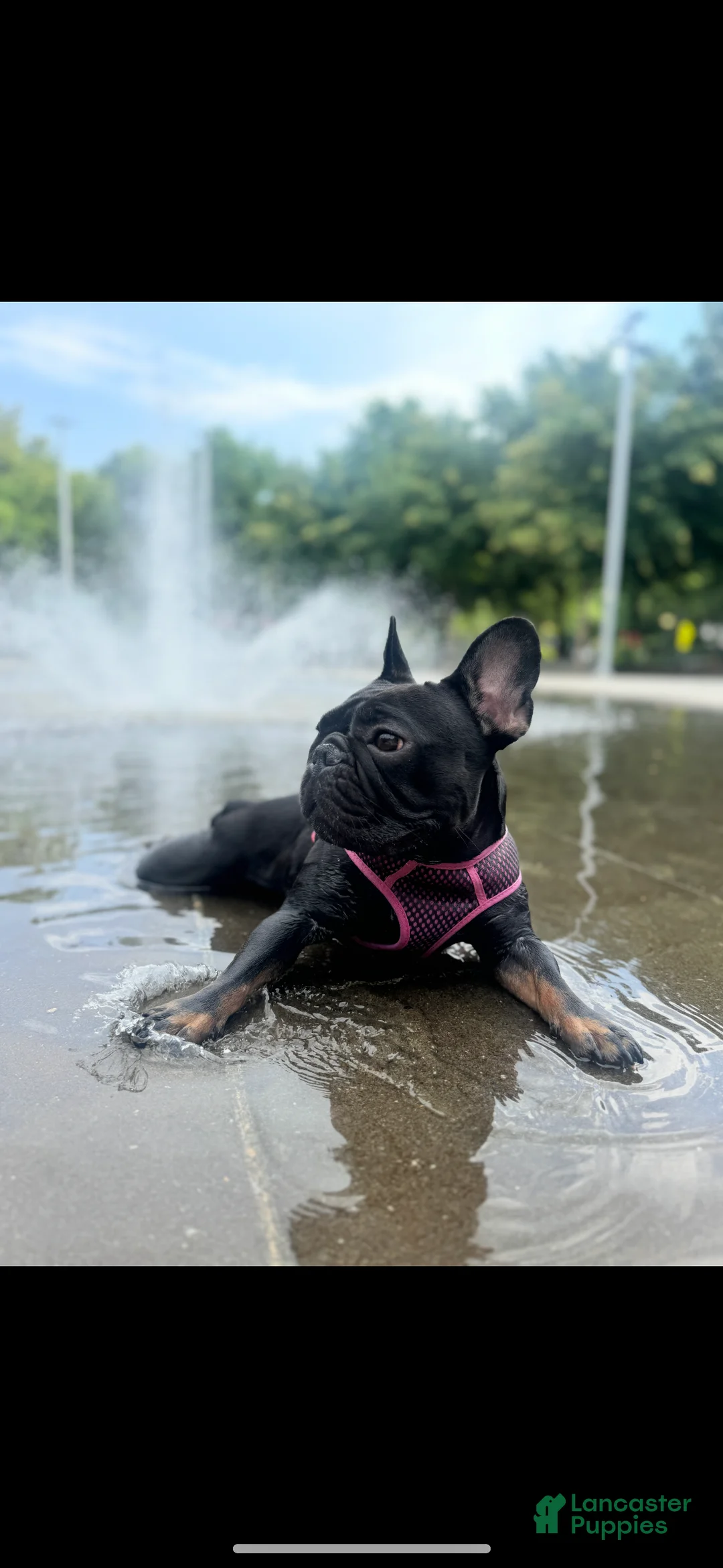 French Bulldog dogs for sale: Cole - Ad 2