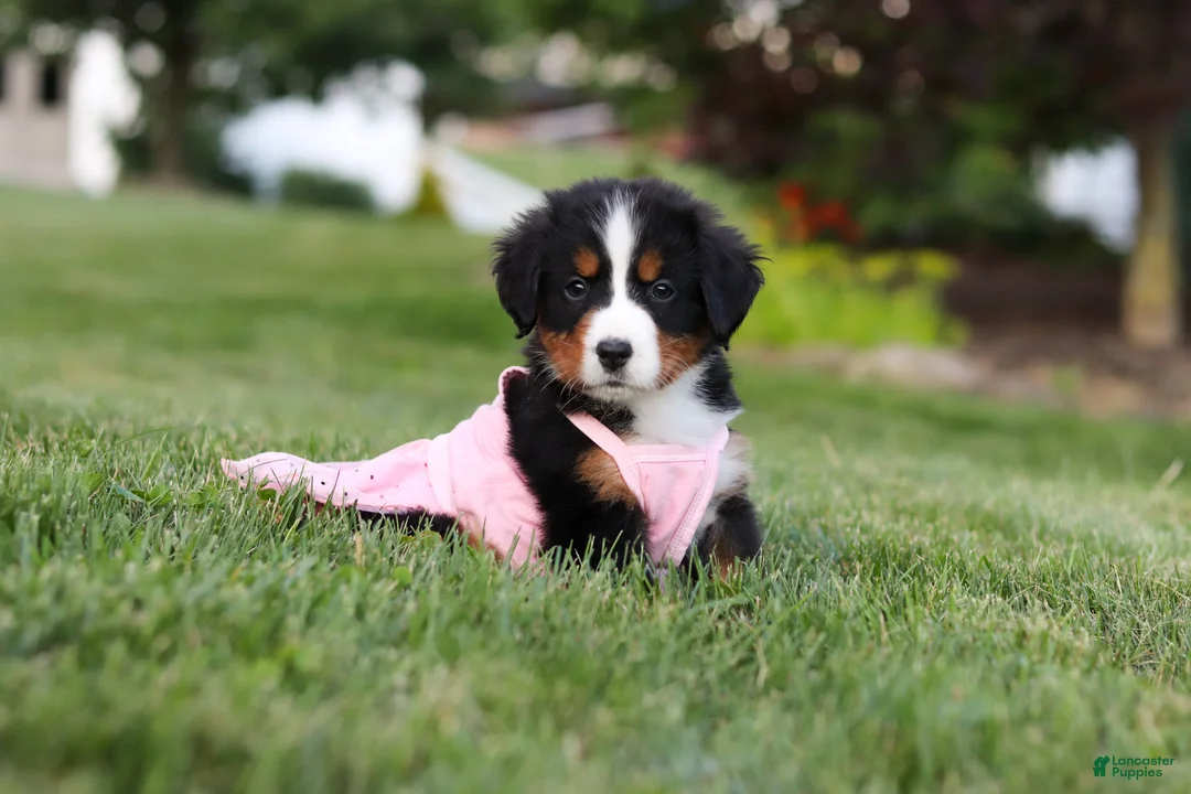 Bernese Mountain Dog dogs for sale: Aurora - Ad 1