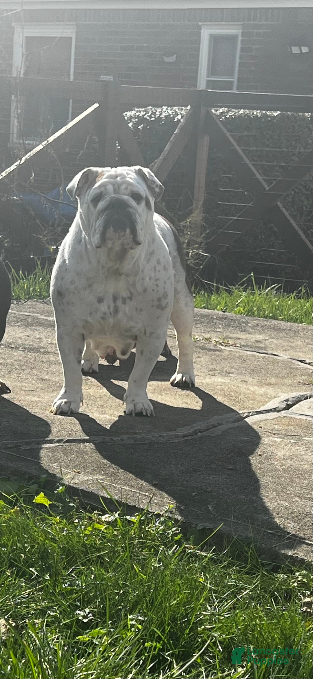 English Bulldog dogs for sale: English Bulldog litter of 5 puppies - Ad 2