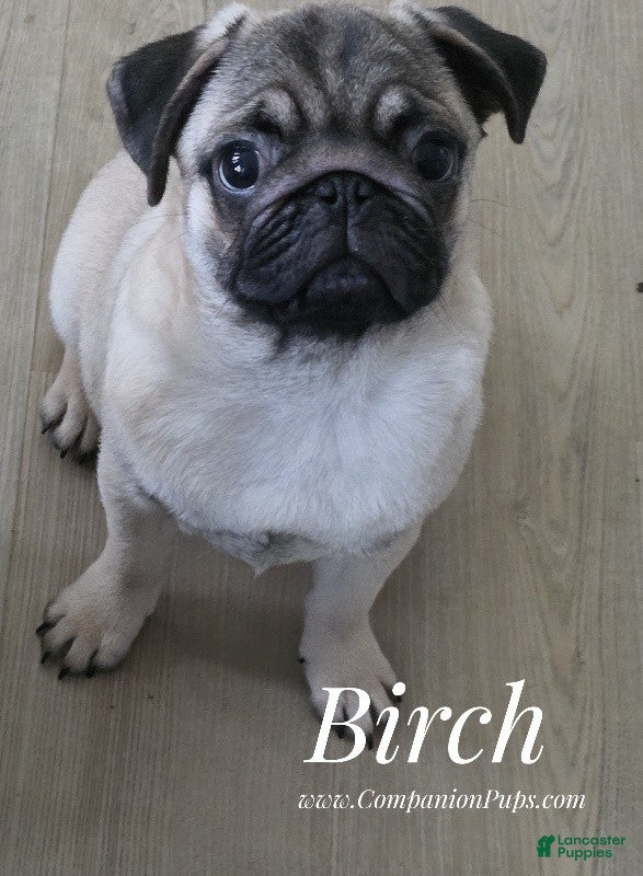 Pug dogs Charming Wrinkly Faced Dream Puppy - Skip Early Puppy Stage! - Ad 2
