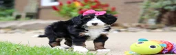 Mini Bernedoodle dogs for sale: Lemonade - Ad 3