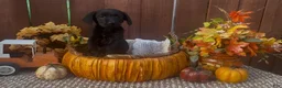 Mixed Breed dogs for sale: Mixed Breed 1 - Ad 5