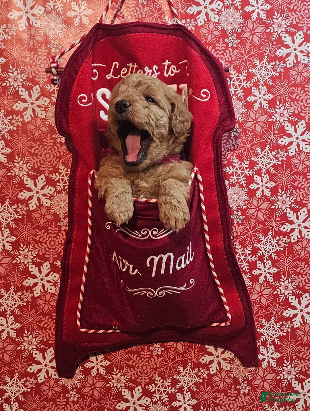 Mixed Breed dogs for sale: Reba - Ad 9