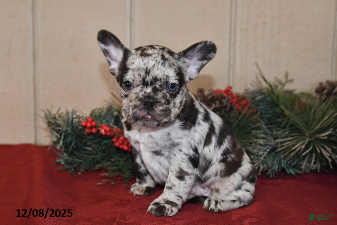 French Bulldog dogs for sale: Rowdy - Ad 4