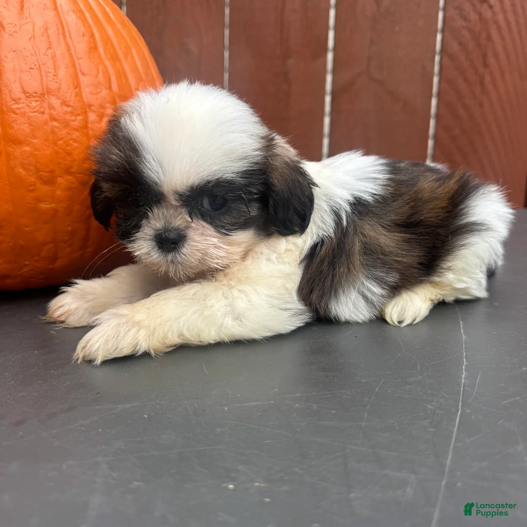 Shih Tzu dogs for sale: Peanut - Ad 6