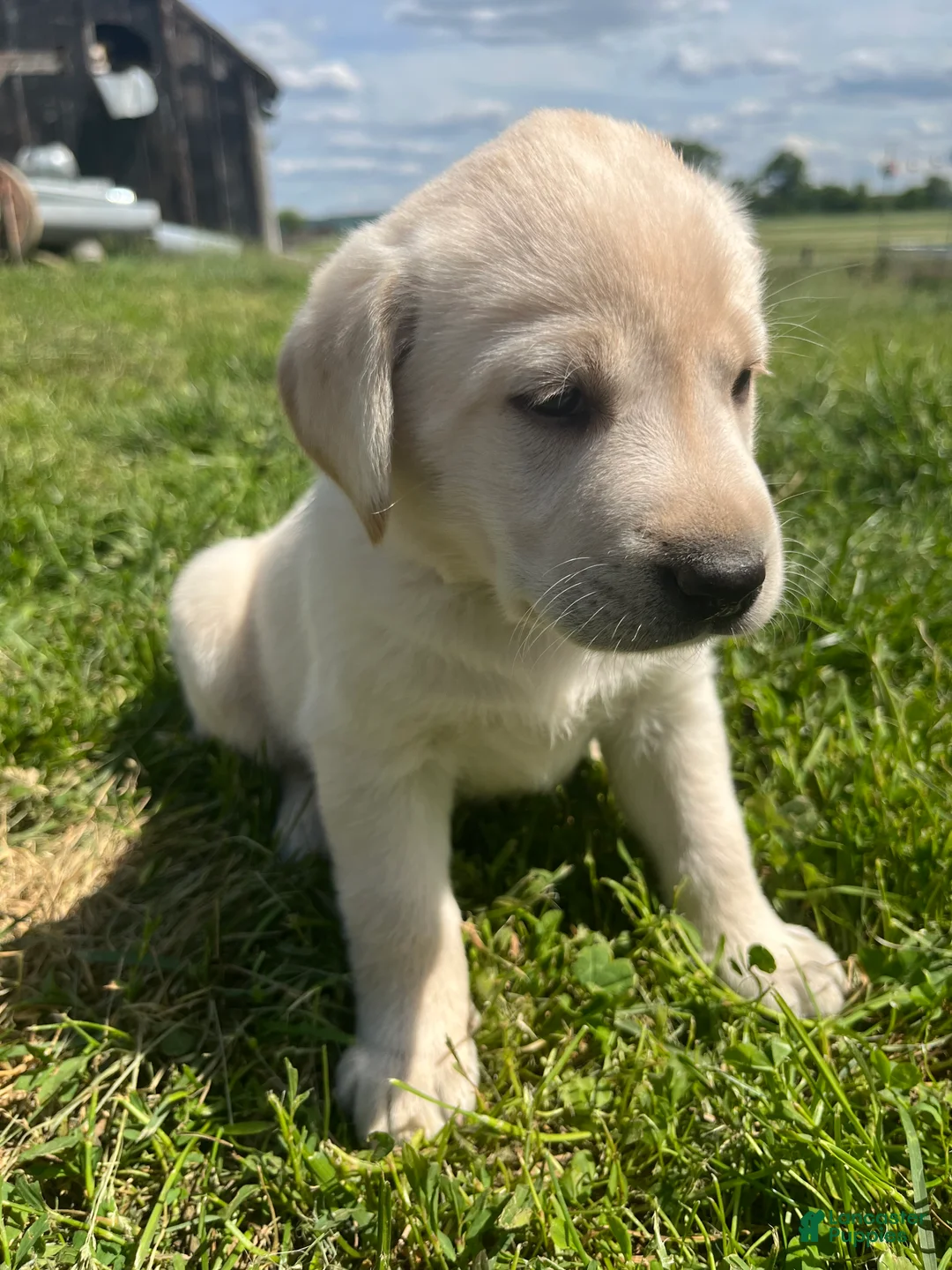 Labrador Retriever dogs for sale: JJ - Ad 2