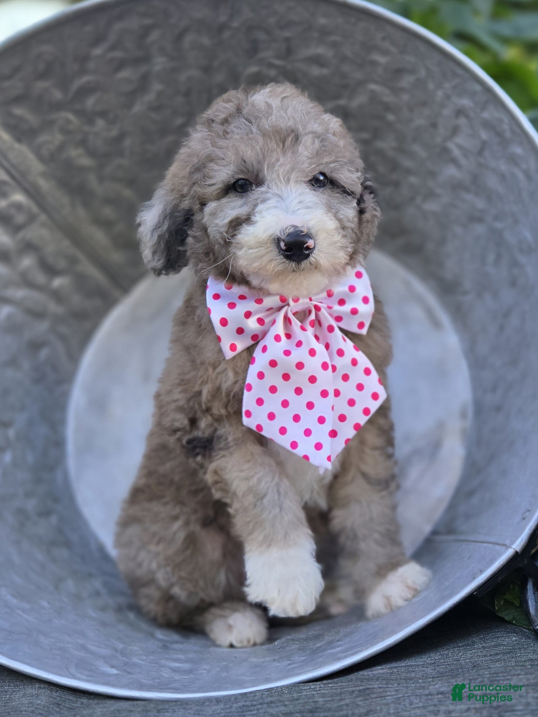 Sheepadoodle dogs Holly - Ad 2