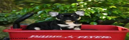 French Bulldog dogs for sale: Chelsey - Ad 2
