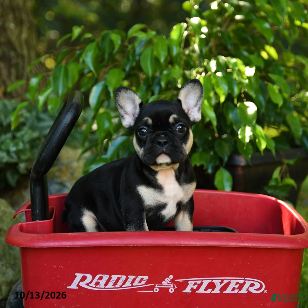 French Bulldog dogs for sale: Chelsey - Ad 2