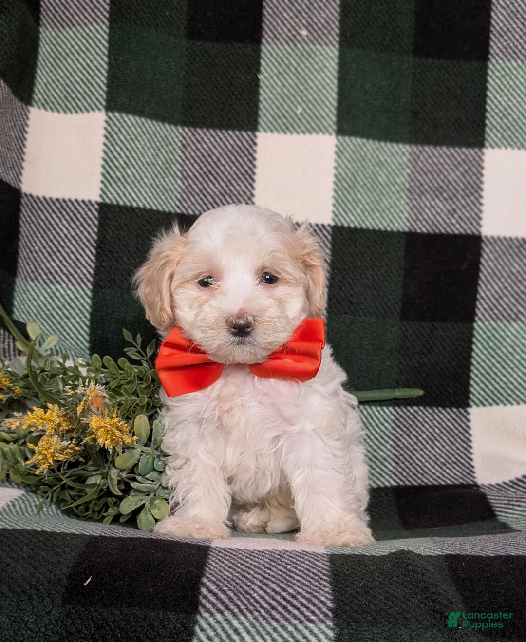 Maltipoo dogs for sale: Casey - Ad 10