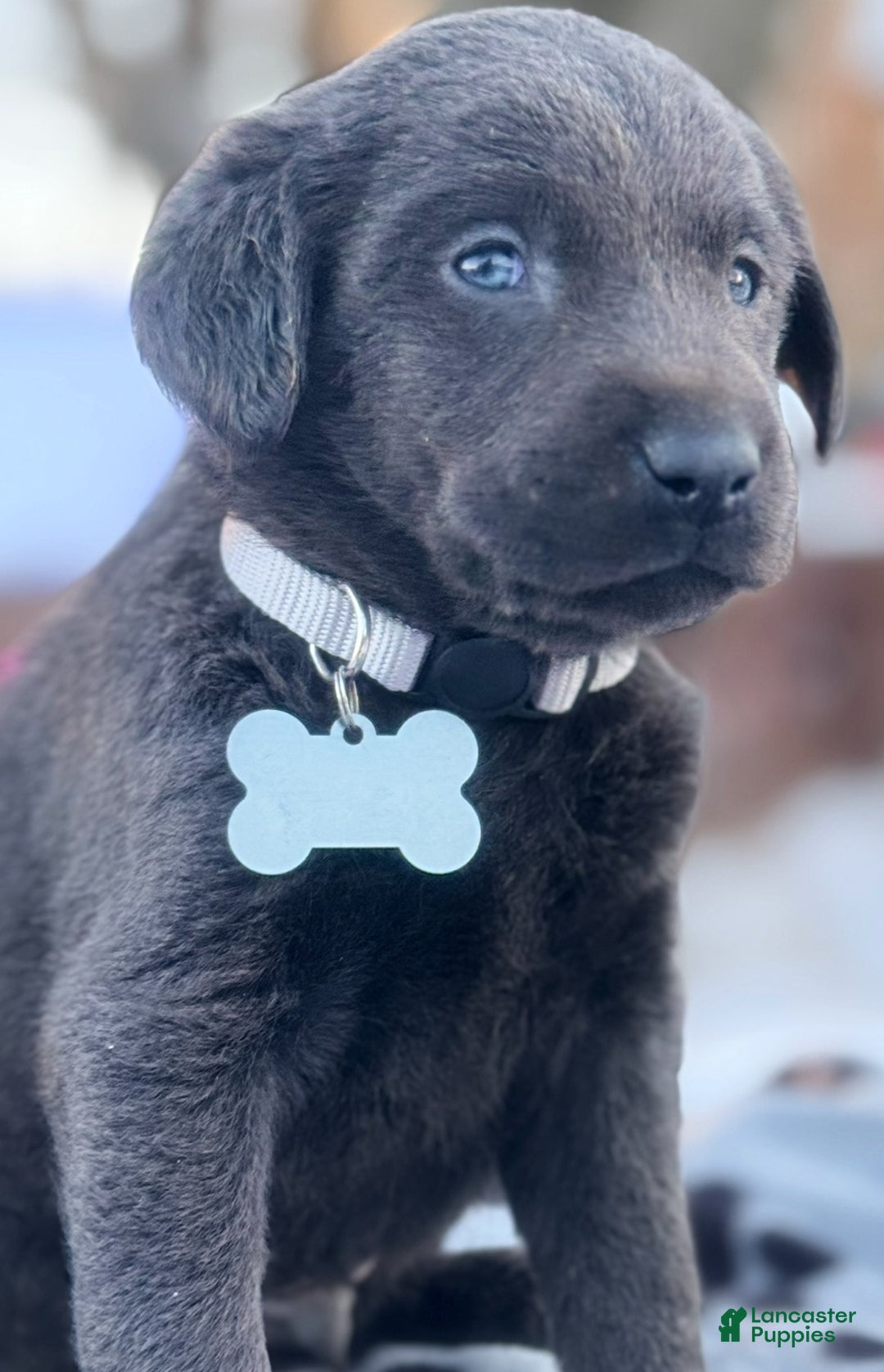 Labrador Retriever dogs for sale: Labrador Retriever Puppy 1 - Ad 14