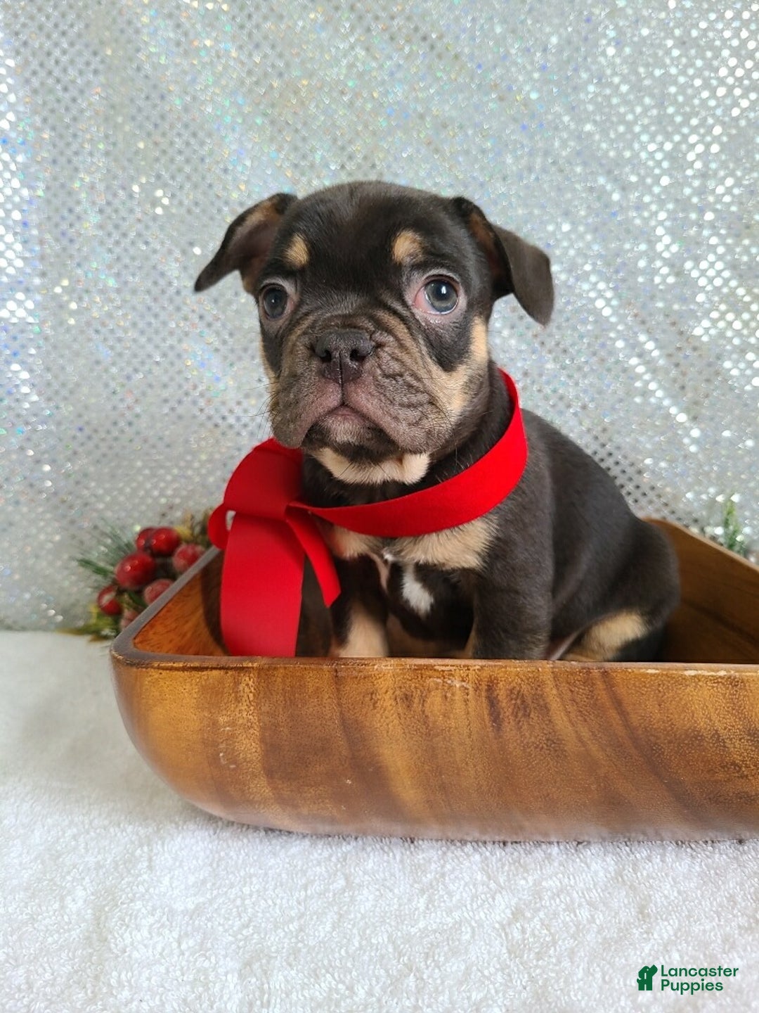 French Bulldog dogs for sale: Snickers - Ad 2