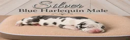 Great Dane dogs for sale: Silver - Ad 3
