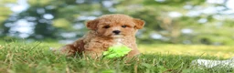 Maltipoo dogs for sale: Patrick - Ad 3