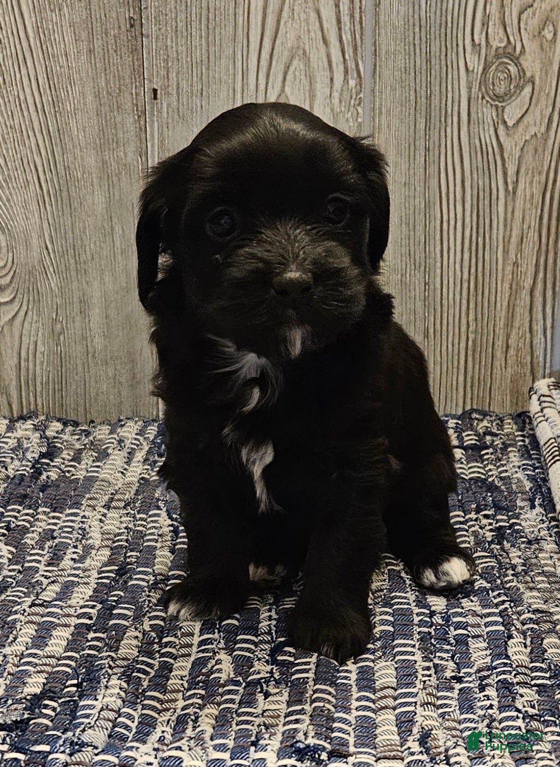 Mixed Breed dogs Roxy - Ad 1