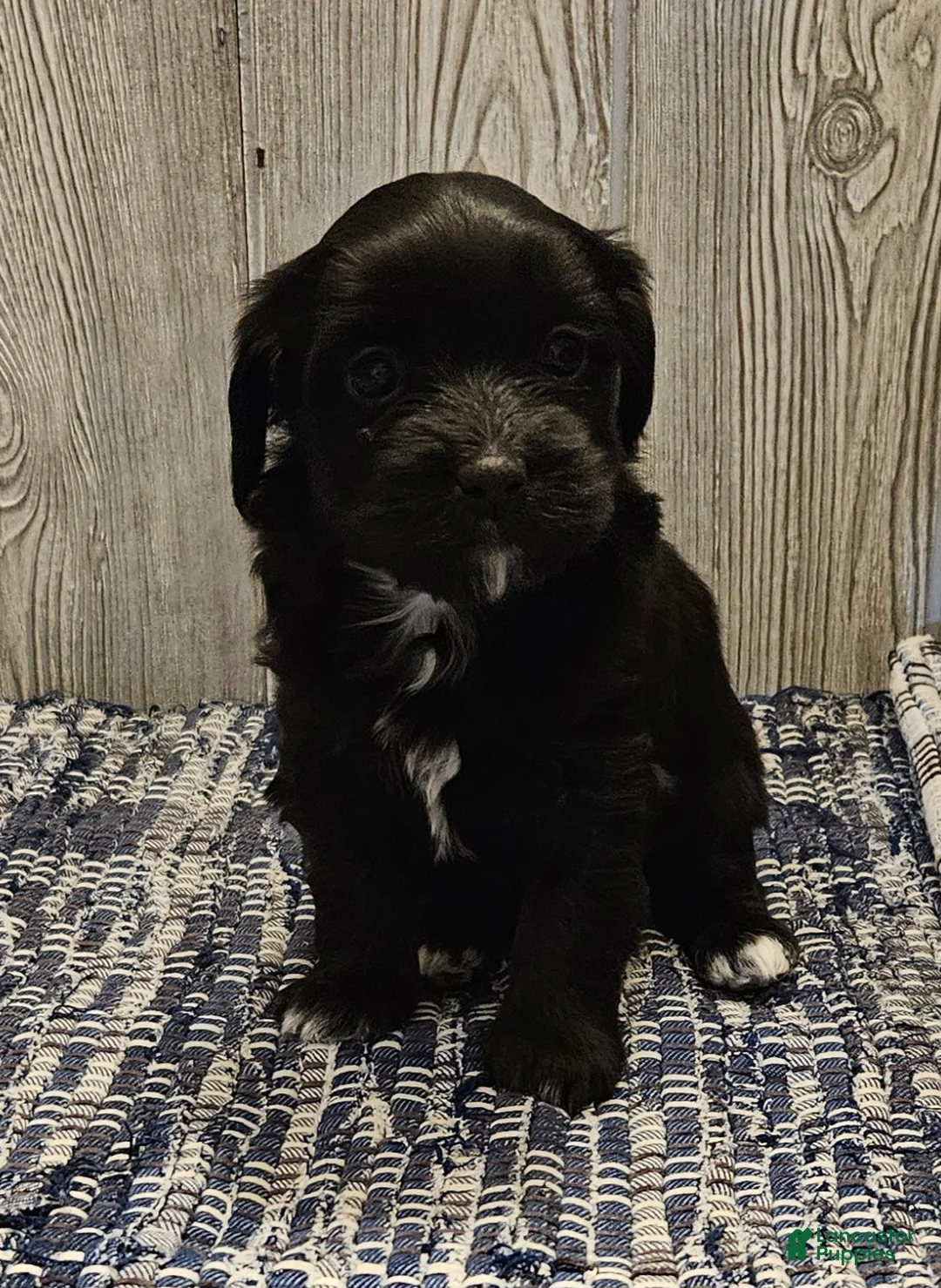 Mixed Breed dogs for sale: Roxy - Ad 1