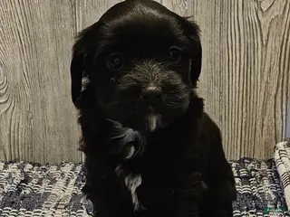 Mixed Breed dogs for sale: Roxy - Ad 1